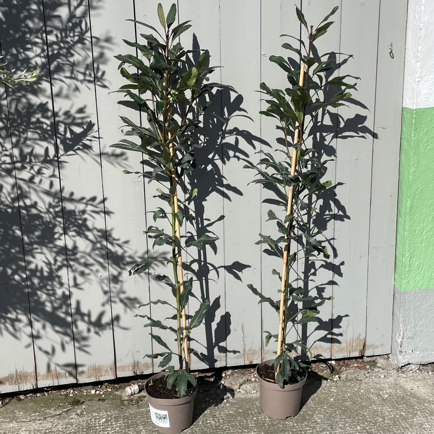 Pseudopanax 'Moes Toes'