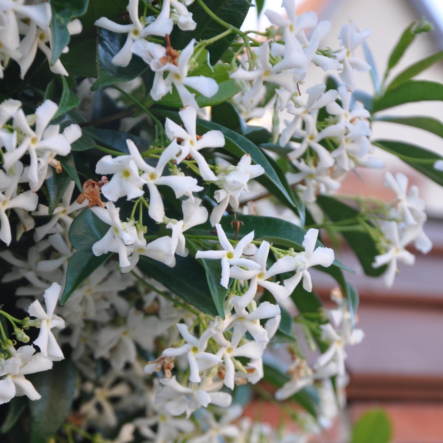 Trachelospermum jasminoides / Star jasmine