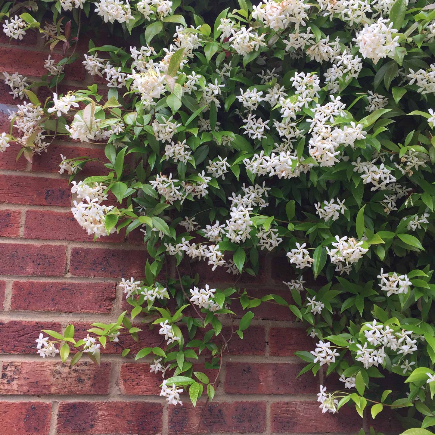 Trachelospermum jasminoides / Star jasmine