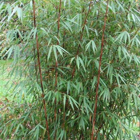 'Asian Wonder' bamboo / Fargesia 'Asian Wonder'