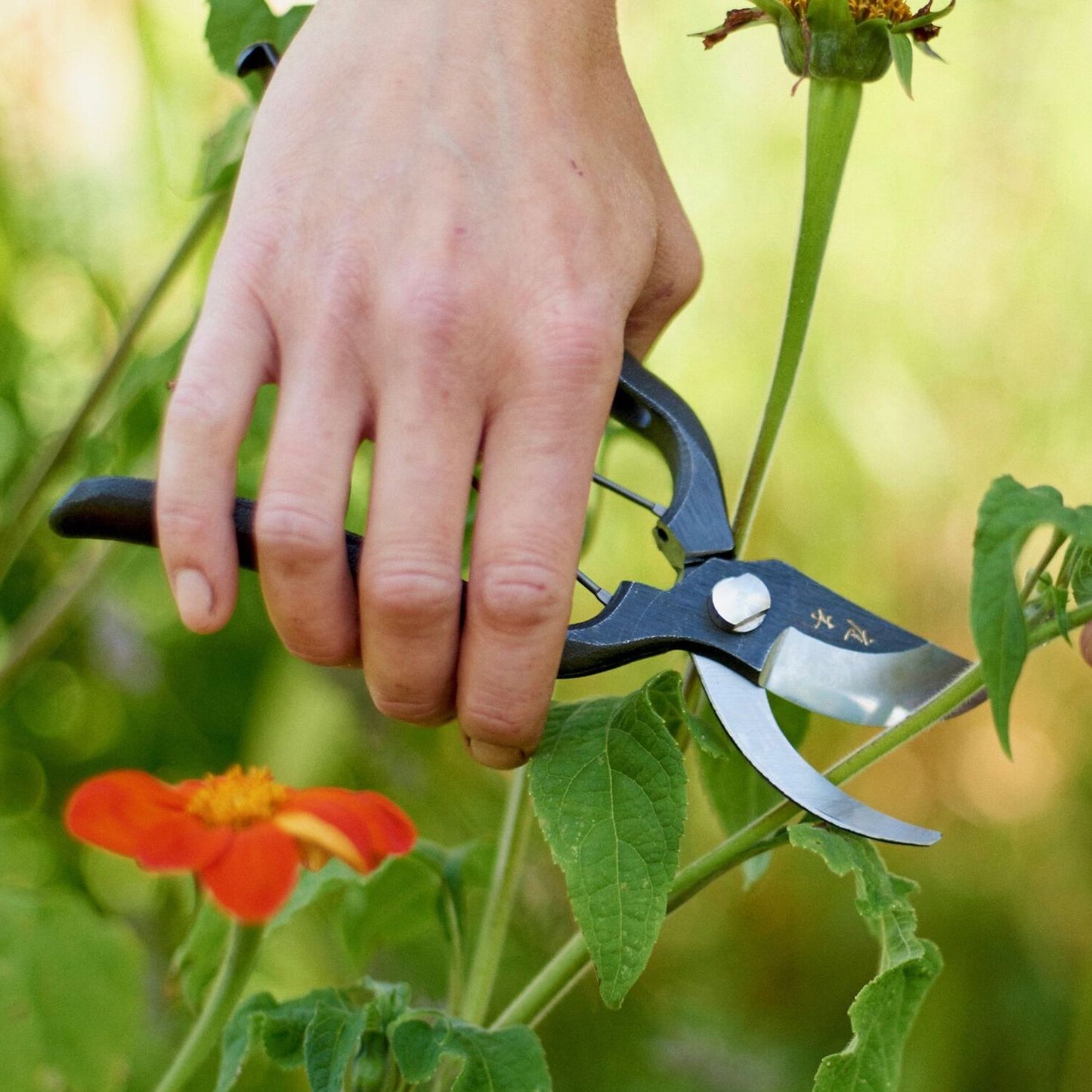 Niwaki 'Sentei' secateurs