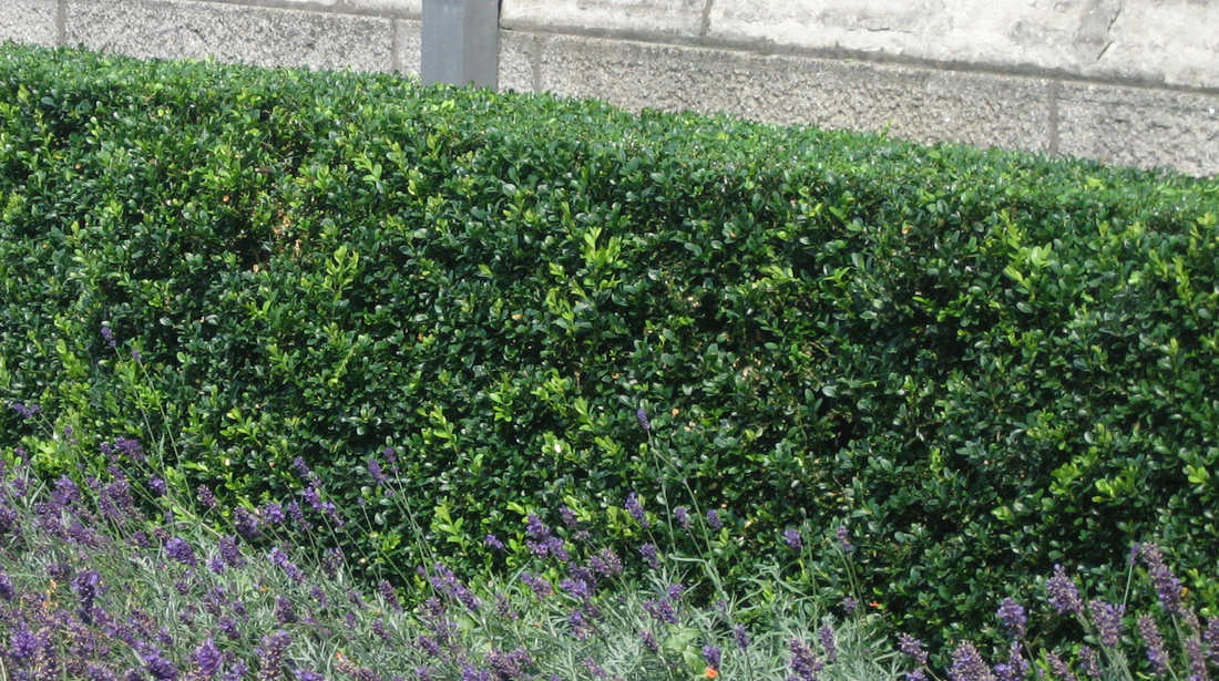 Box hedge treatment Dublin Ireland