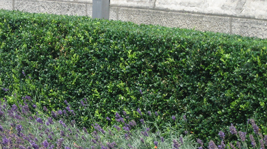 Box hedge treatment Dublin Ireland