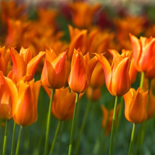 Bulb planting season is here