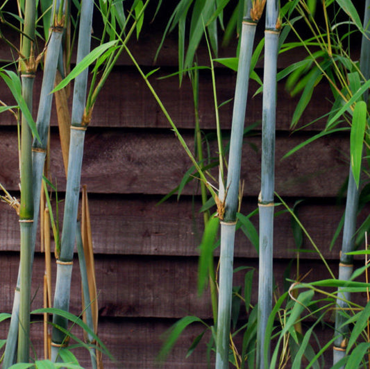 Like the unusual? You'll love our plants.