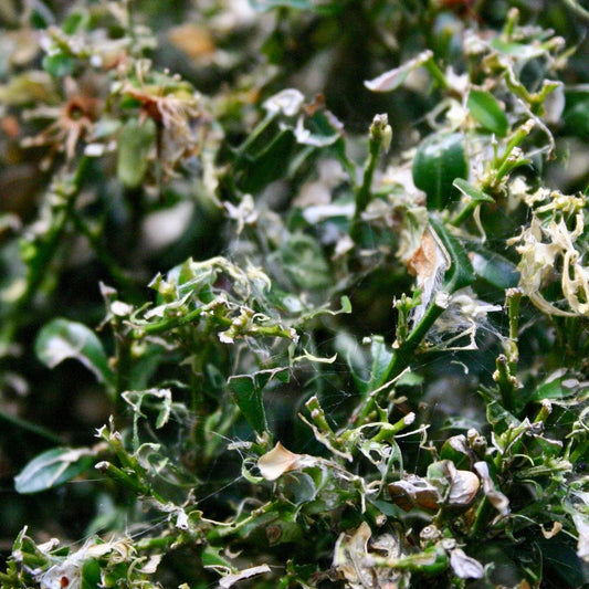 Get ready for the box moth caterpilar!