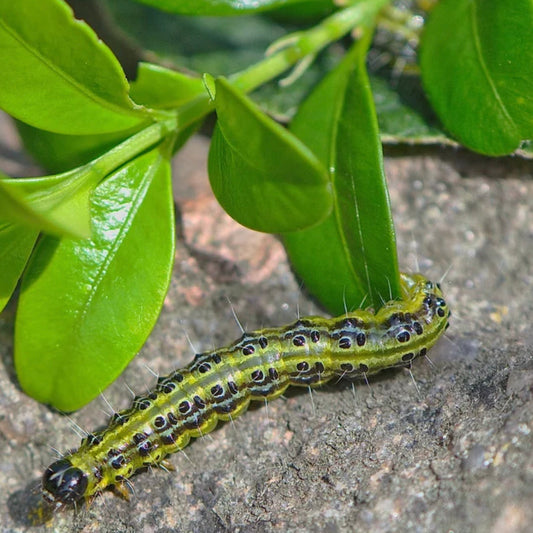 Box caterpillars are back! Treat now to save them.