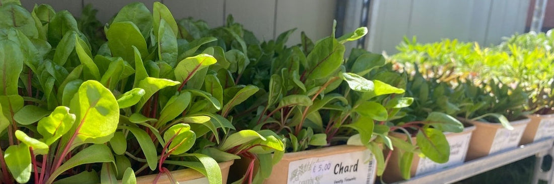 Organic seedlings now available
