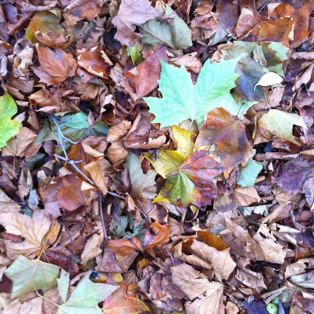 Leaf storage and leaf management