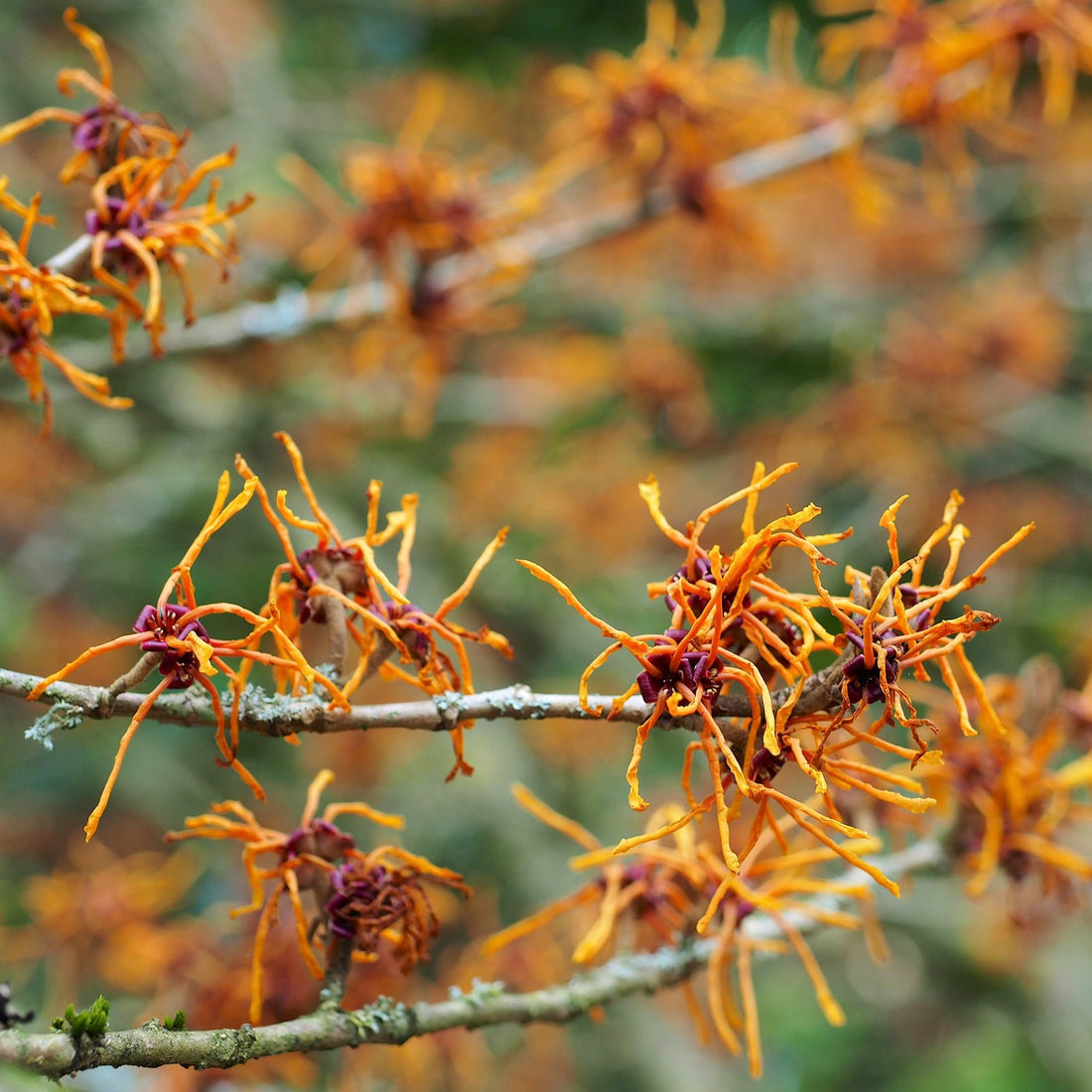 Another delivery of interesting trees, shrubs & climbers