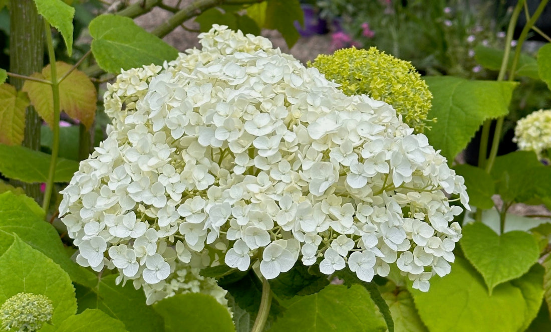 New additions to our summer outdoor plant stock