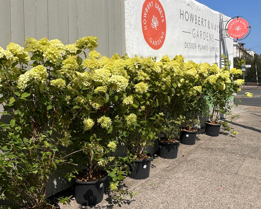 Some new summer flowering outdoor plants