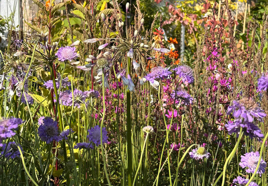 Early autumn flowering plants in our Monkstown shop