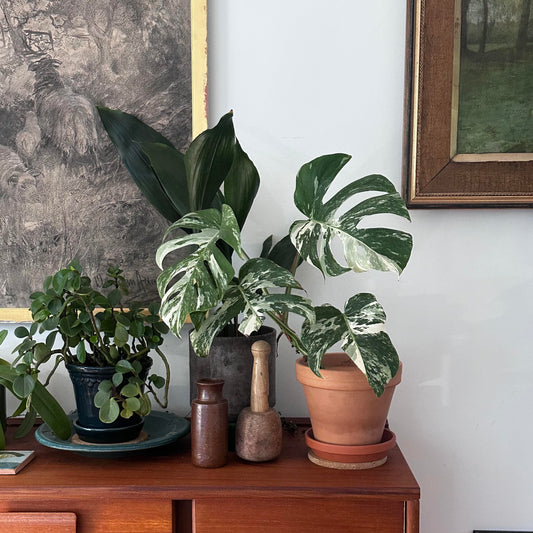 How to care for houseplants: some general tips
