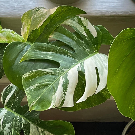 Monstera variegate dublin