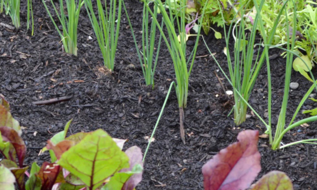 Where to buy peat free compost in Dublin