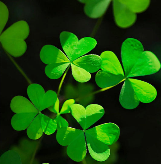 Saint Patrick's Day shop opening hours