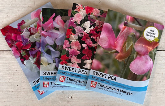 Now is the time to sow sweet pea seeds