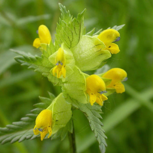 Yellow rattle seeds: freshly harvested for summer & autumn sowing, now available
