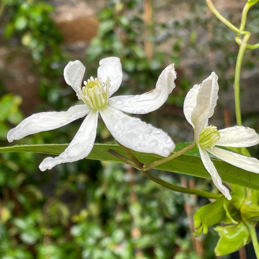 Outdoor plant highlights, Monkstown, March 7th 2022