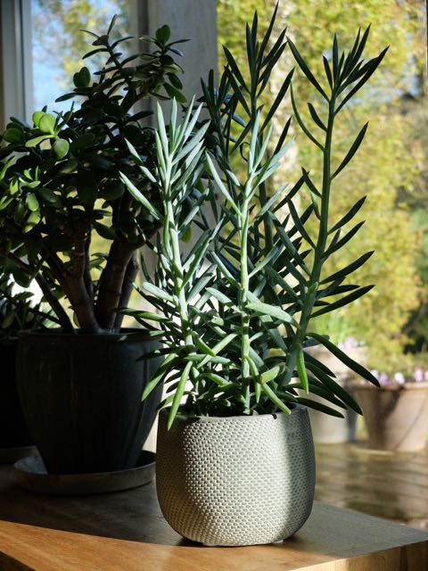 Christmas tree gone? Think about some indoor plants.