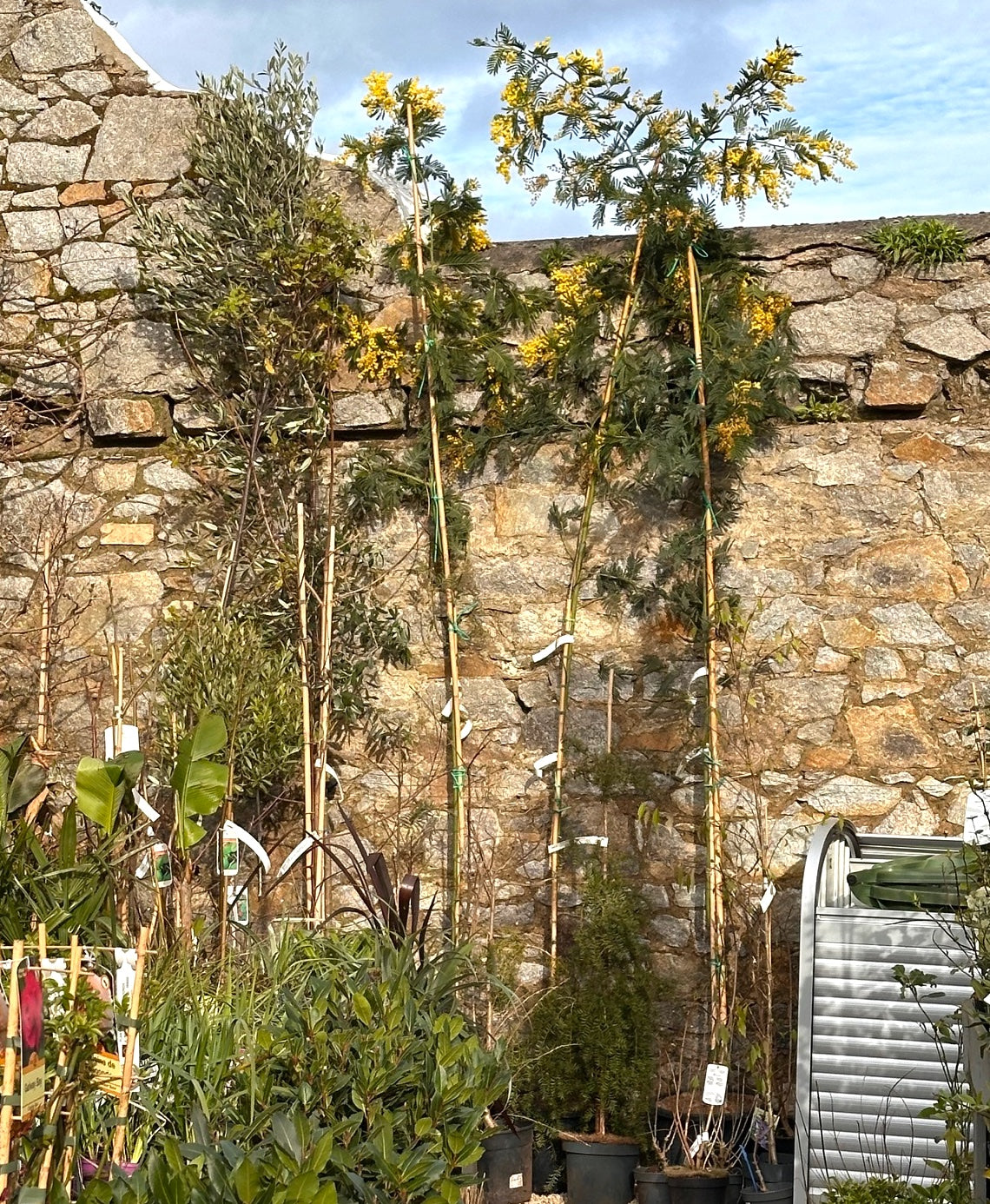 Acacia dealbata/ Mimosa / Wattle (semi-mature specimens)