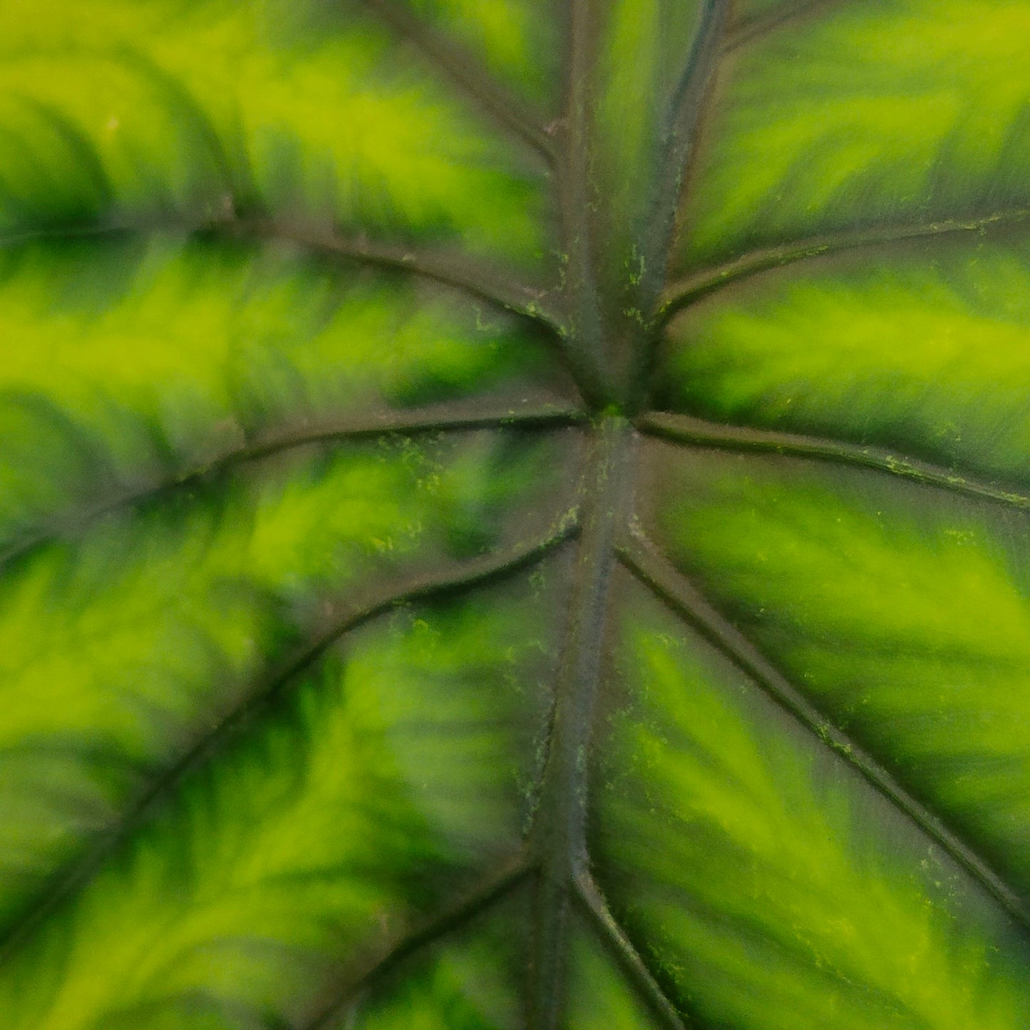 Alocasia clypeolata 'Green Shield'