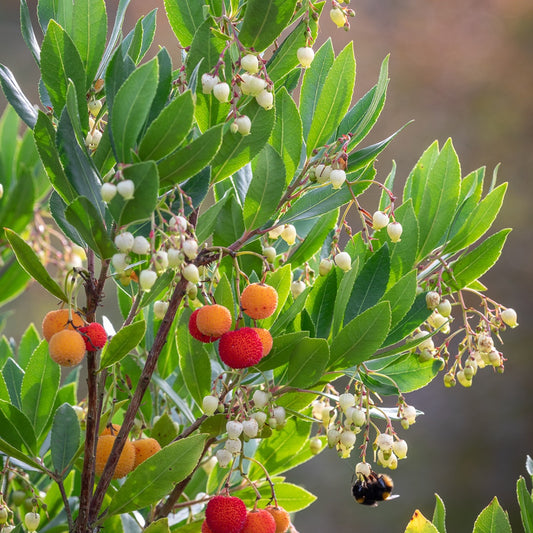 Arbutus unedo 'Compacta' / Compact strawberry tree