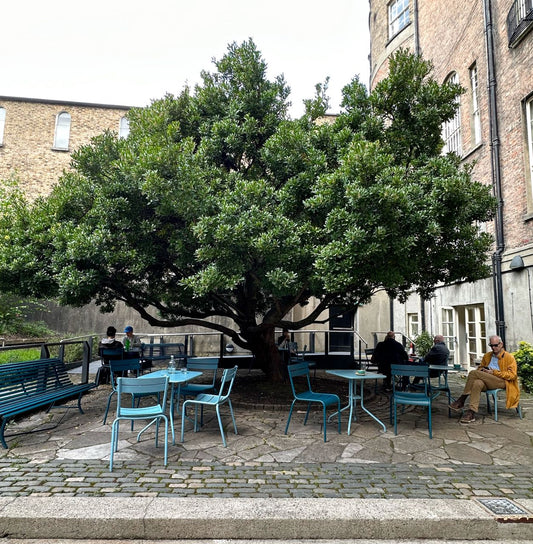 Arbutus unedo / Strawberry tree