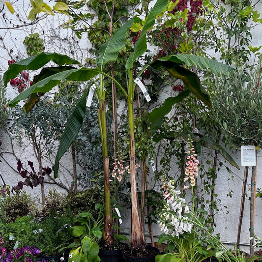 Musa basjoo 'Shakalin' / Japanese hardy banana