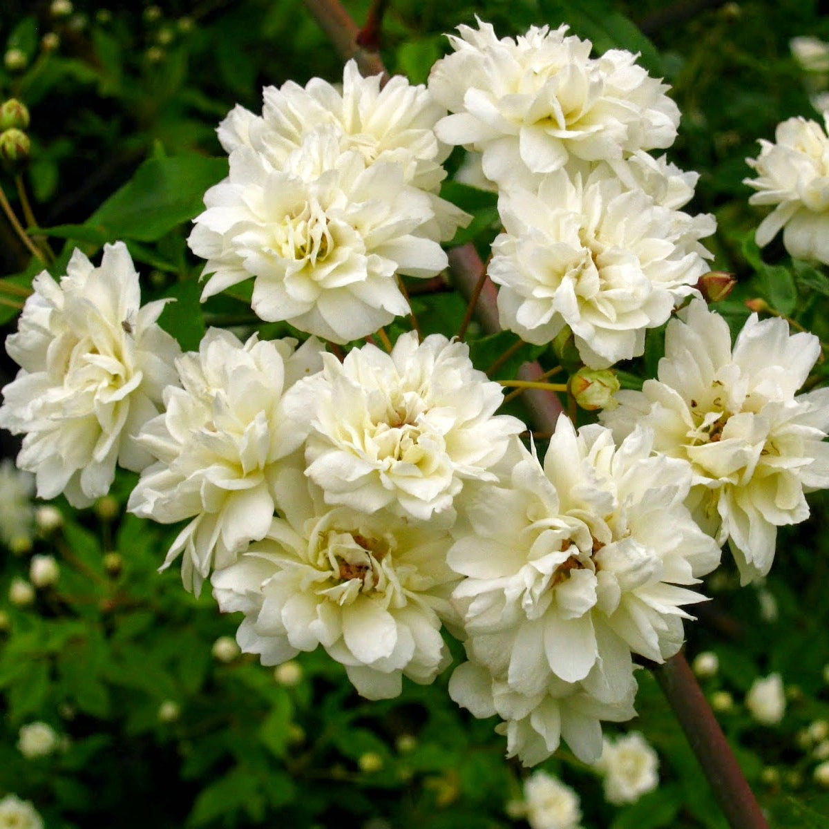 Rosa banksiae 'Alba Plena' / White Banksia rose