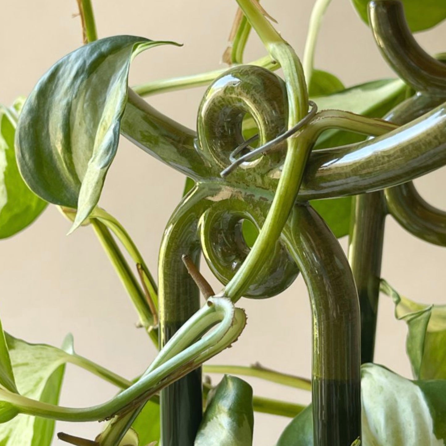 Bergs 'Folk' plant support (white or green)