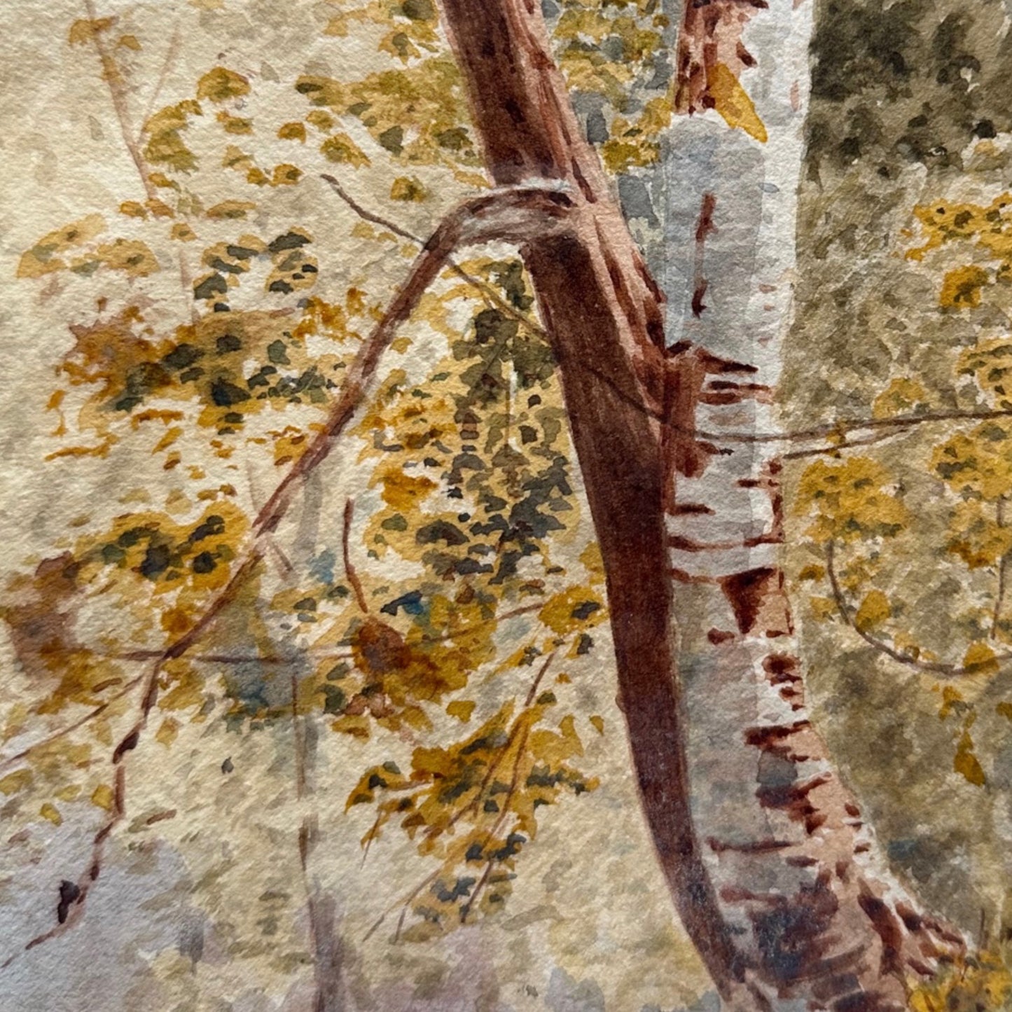 Anonymous 19th century, Birch tree and woodland