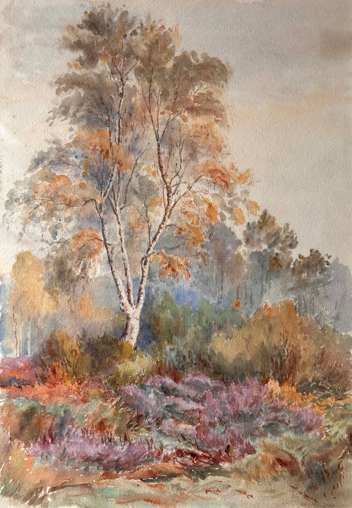 Anonymous,  Birch tree and Heather