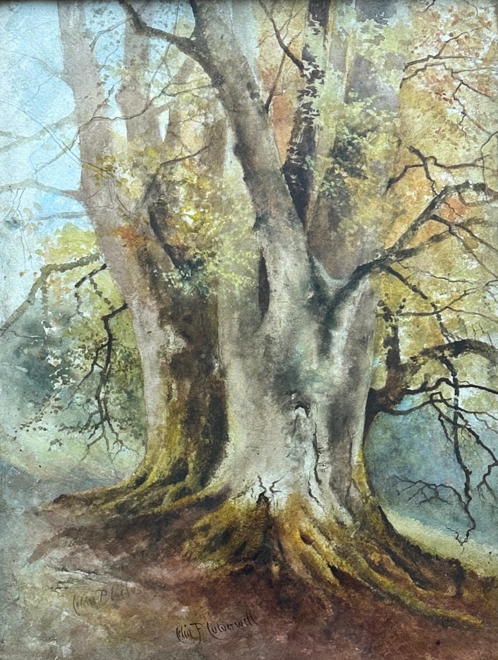 Celia P. Culverwell (1849-1932), Study of Beeches, Beauparc