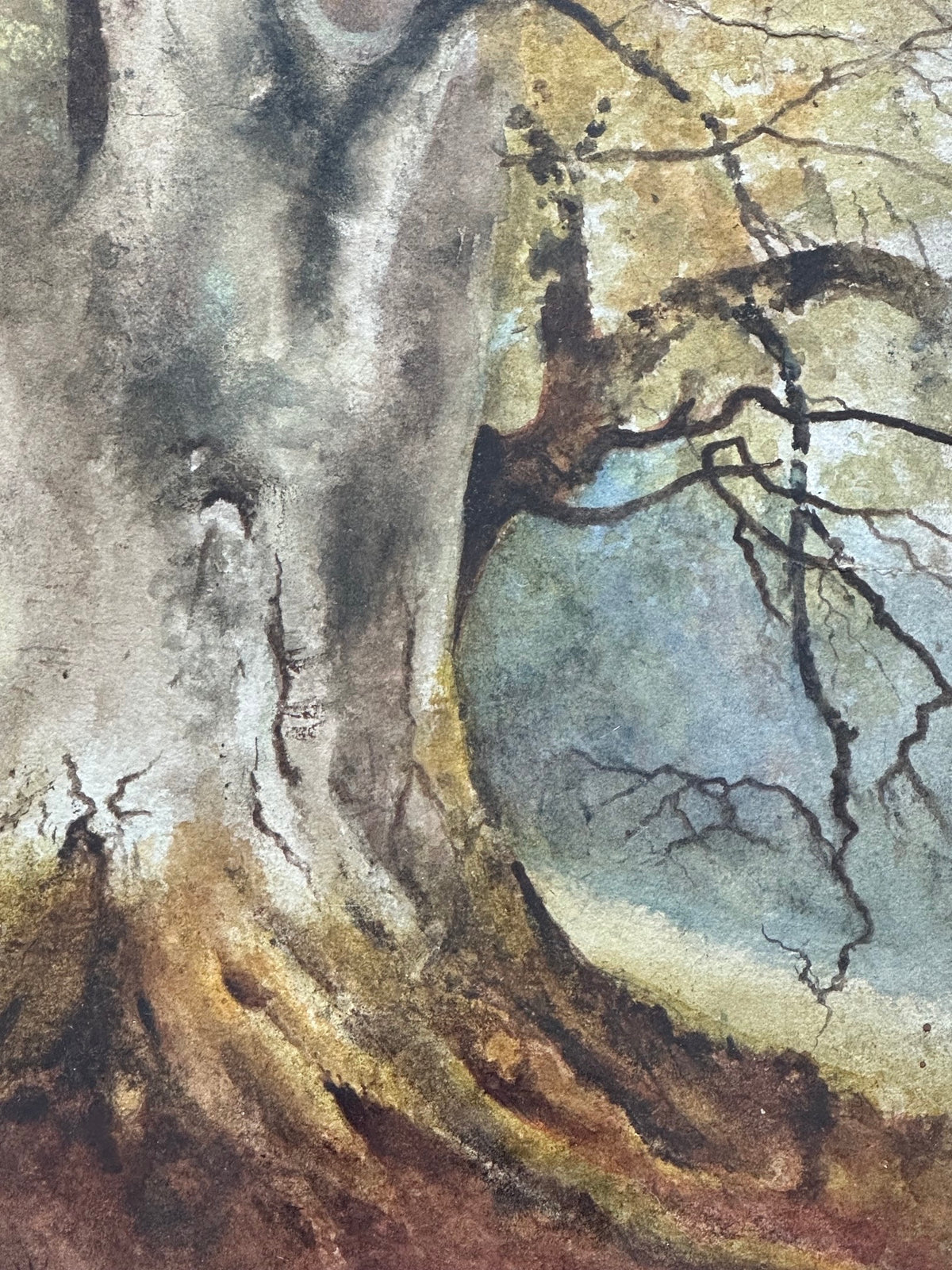 Celia P. Culverwell (1849-1932), Study of Beeches, Beauparc