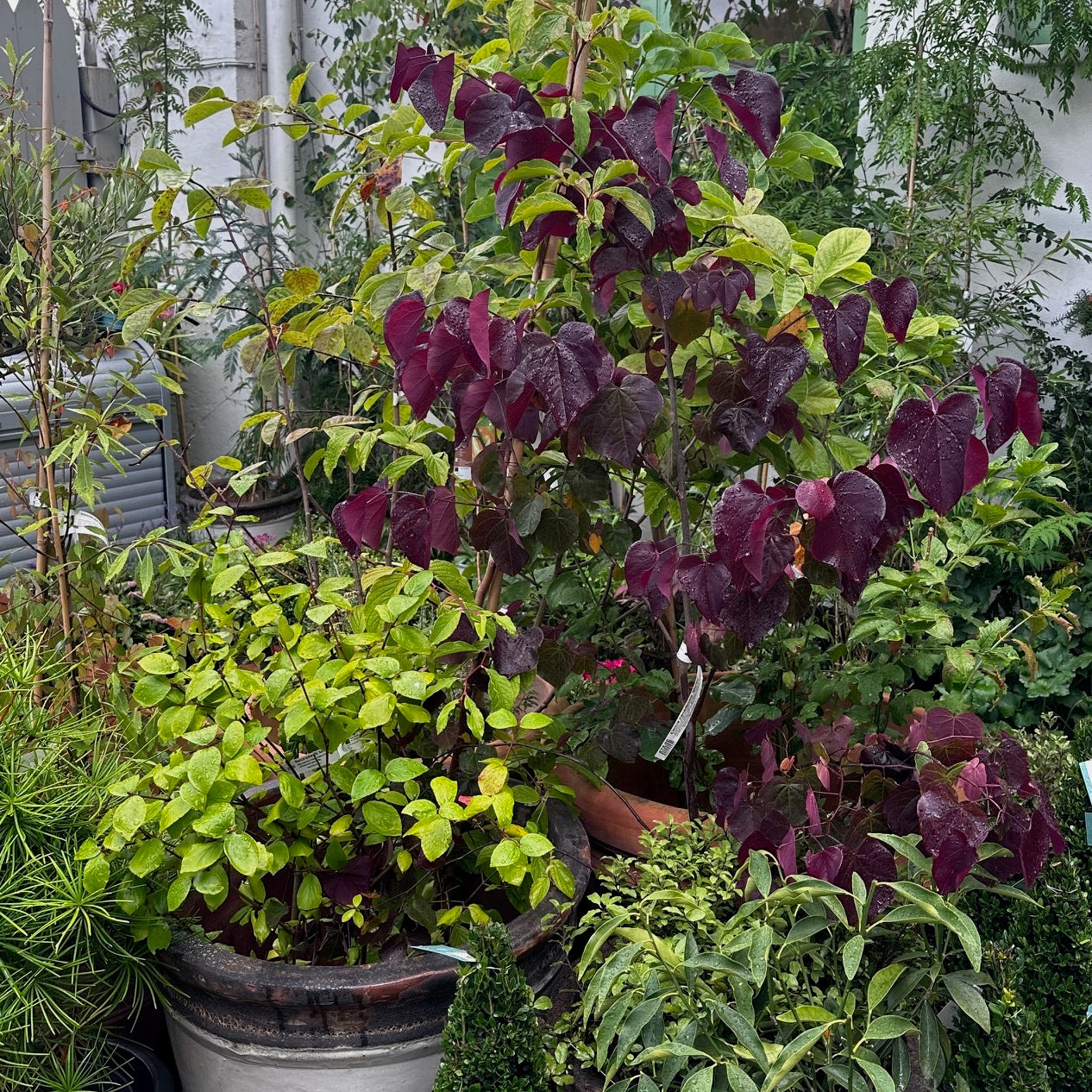 Cercis canadensis 'Merlot' / Red bud tree 'Merlot'