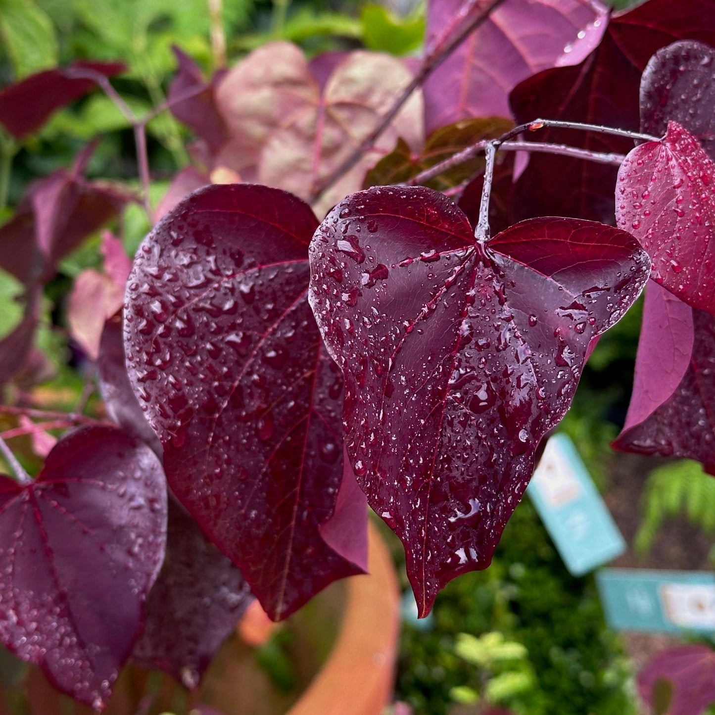 Cercis canadensis 'Merlot' / Red bud tree 'Merlot'