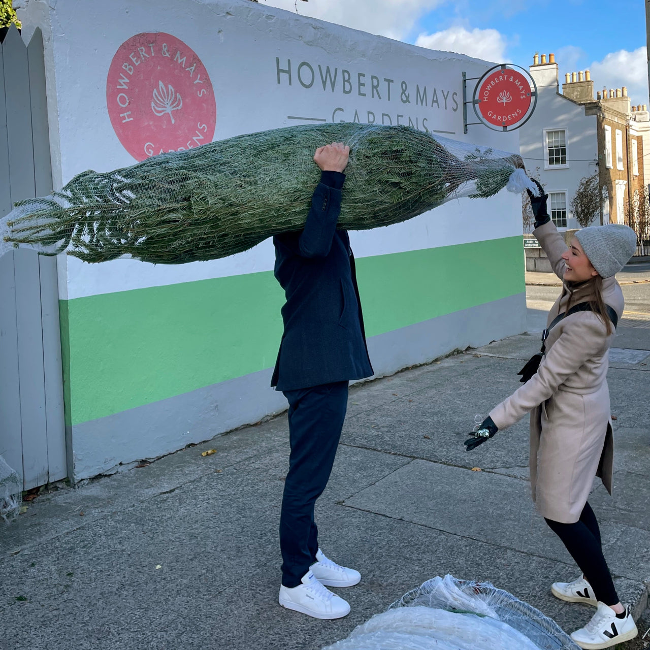 Christmas tree / Nordmann fir / Abies nordmanniana