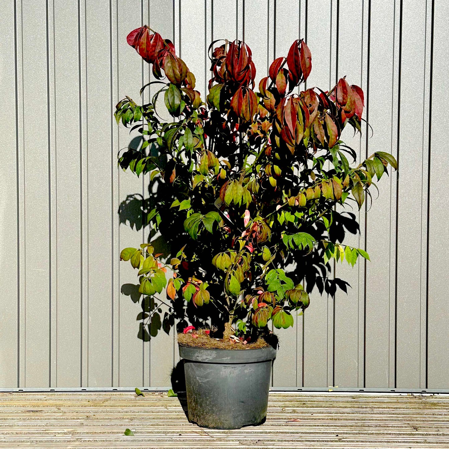 Euonymus alatus 'Compactus' / Burning bush / Winged spindle