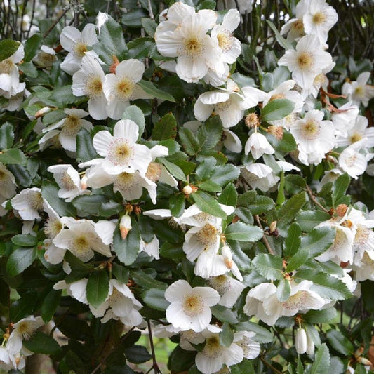 Eucryphia x nymansensis 'Nymansay'