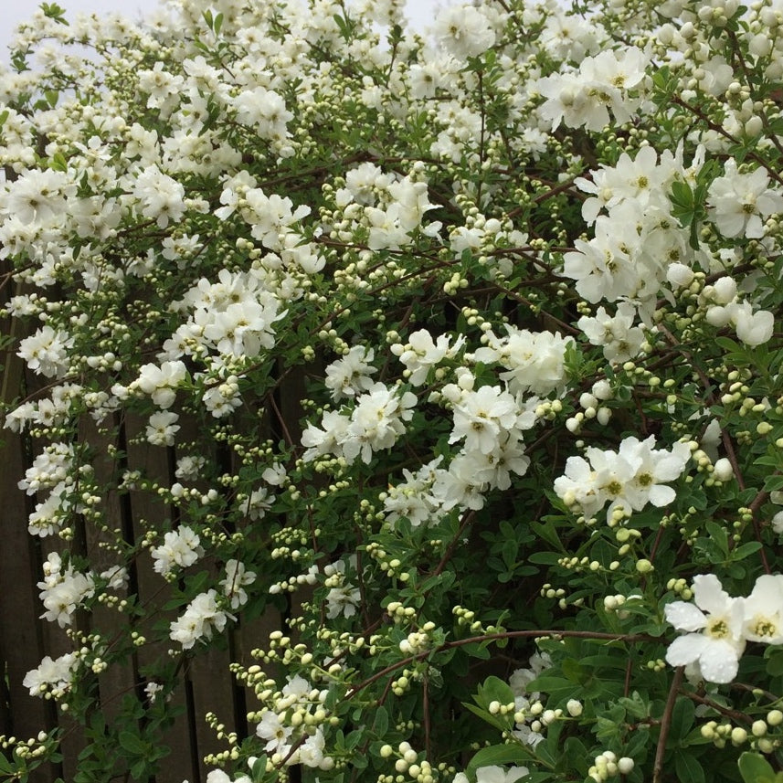 Exochorda macrantha 'The Bride' / Pearl bush