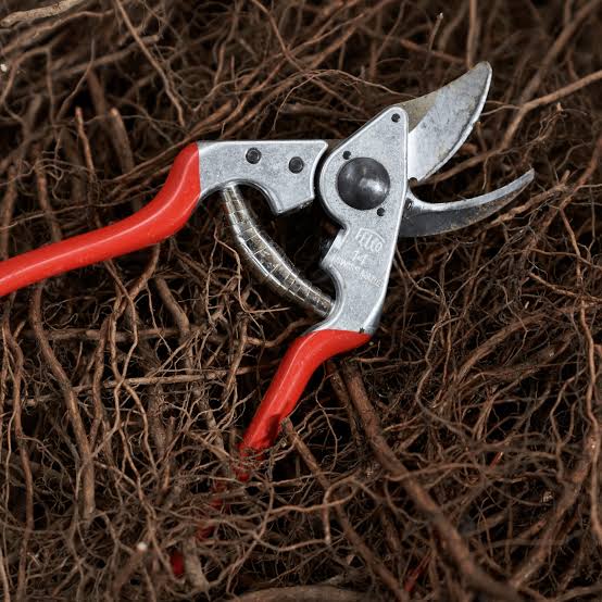 Felco 'No 14' compact secateurs for smaller hands