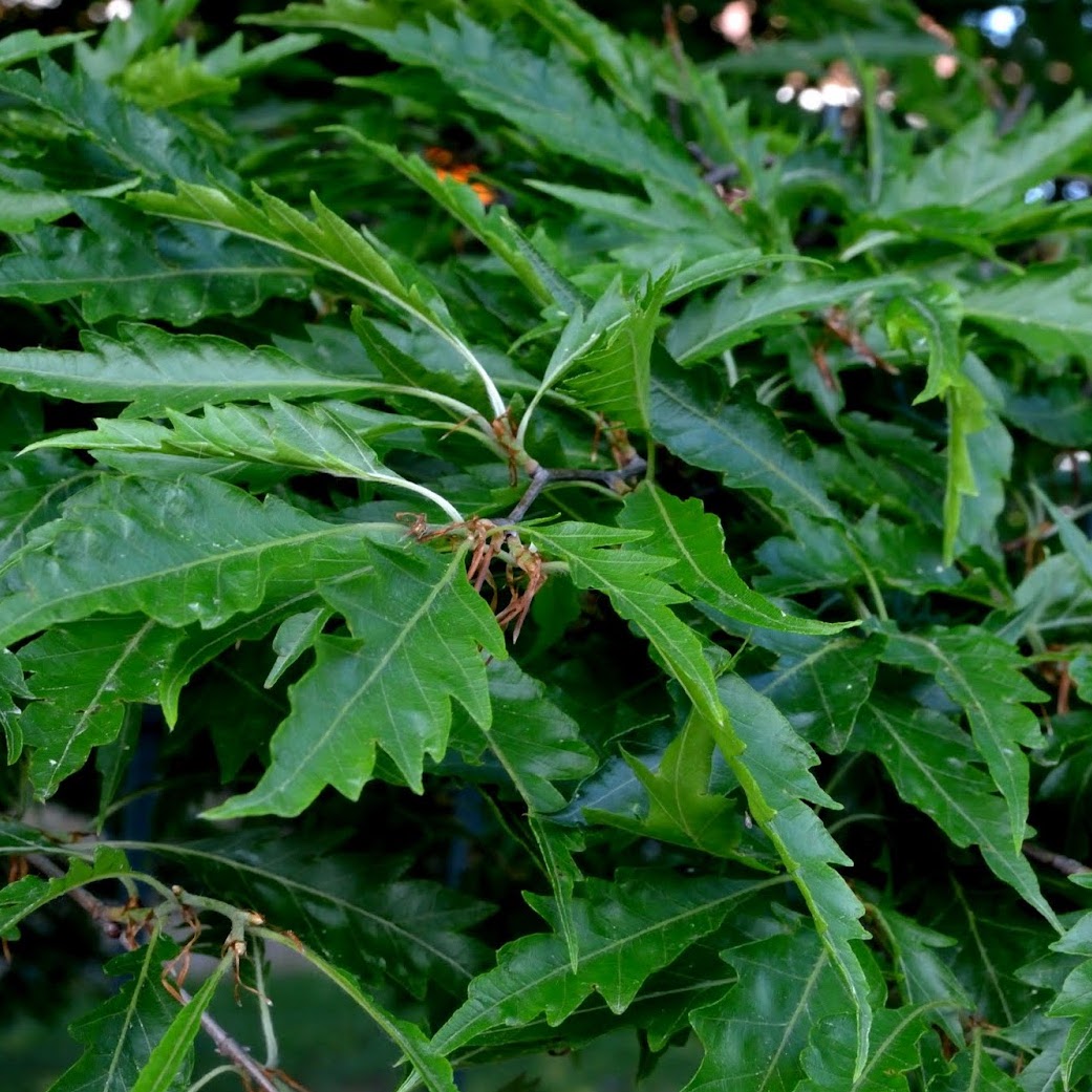 Fagus sylvatica 'Aspleniifolia'/ Fern-leaved beech