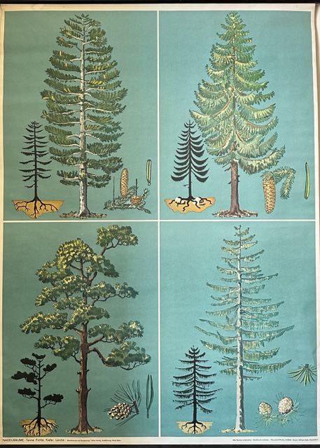 Original German 'Coniferous Trees' poster