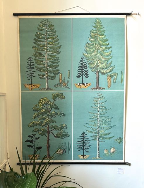 Original German 'Coniferous Trees' poster