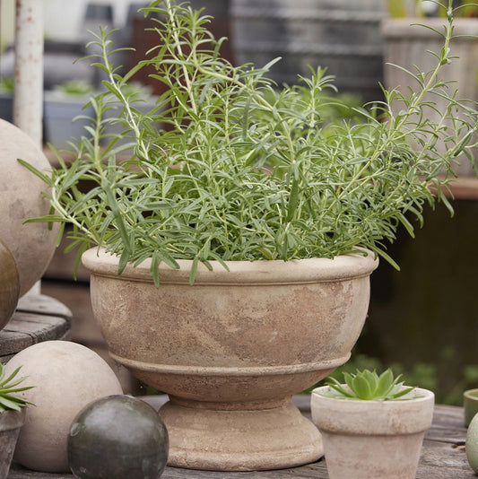 'Gerti' concrete urn