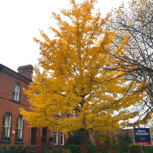 Ginkgo biloba / Ginkgo tree / Maidenhair tree