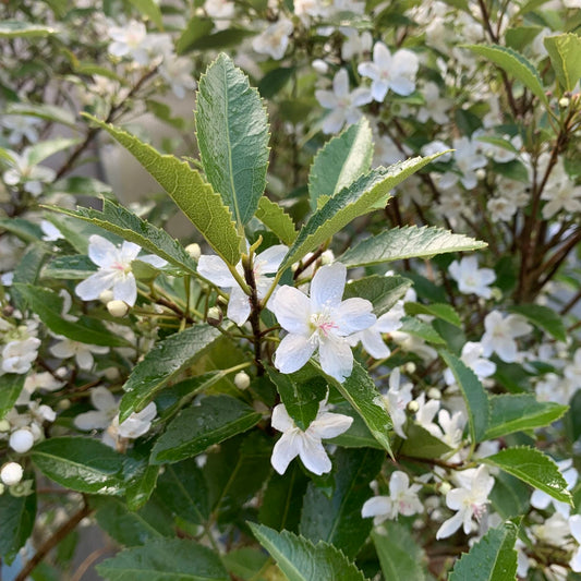 Hoheria sexstylosa 'Snow White' / Ribbonwood / Lacebark