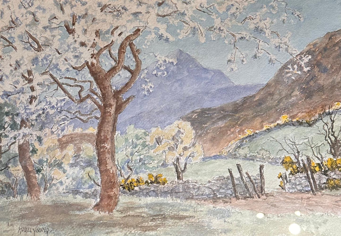 Mabel Young (1899 - 1974), Cherry Blossom